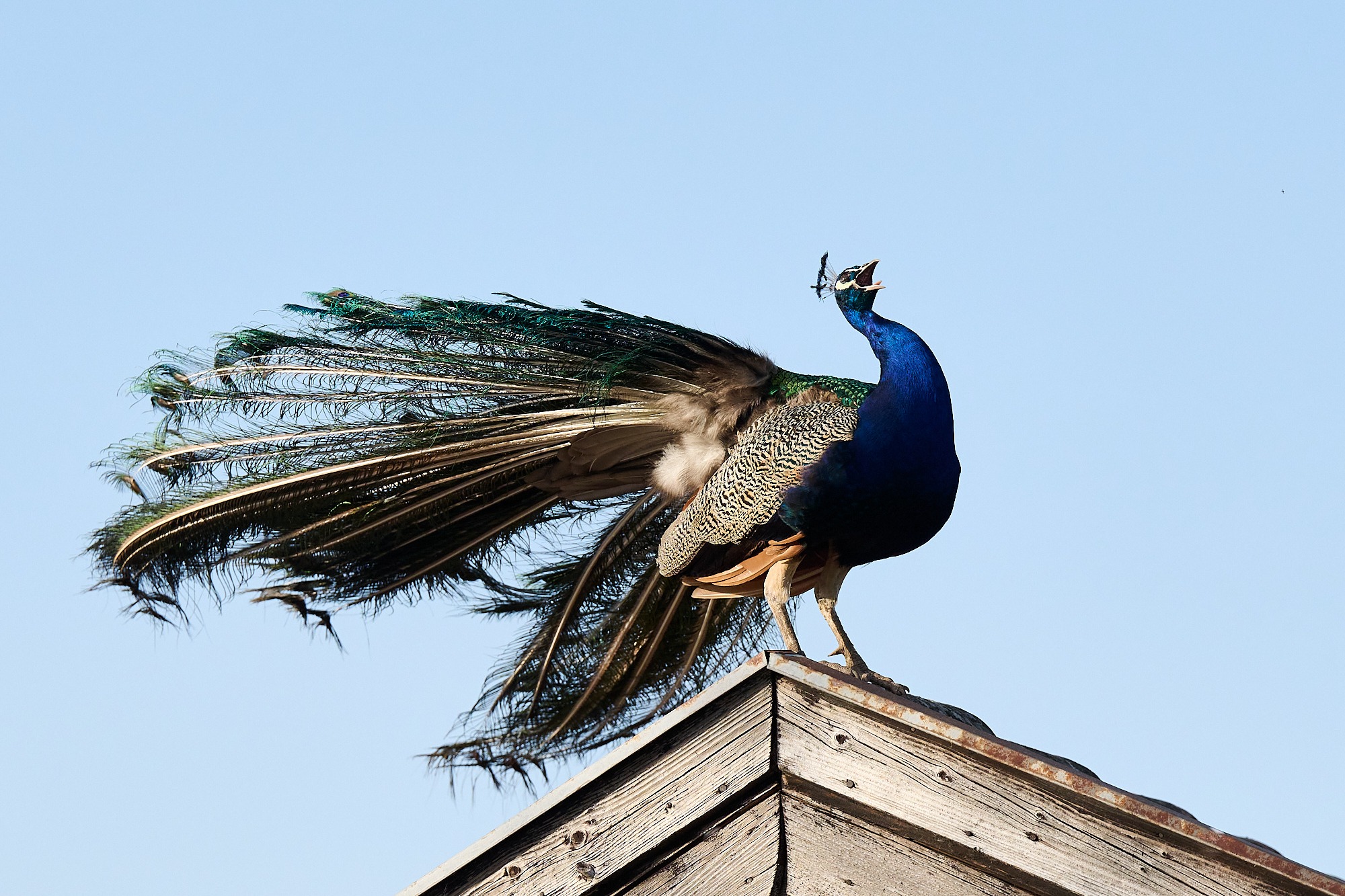 Ein Pfau am Dach der Tierschutz Organistion Pfotenhilfe in Lochen