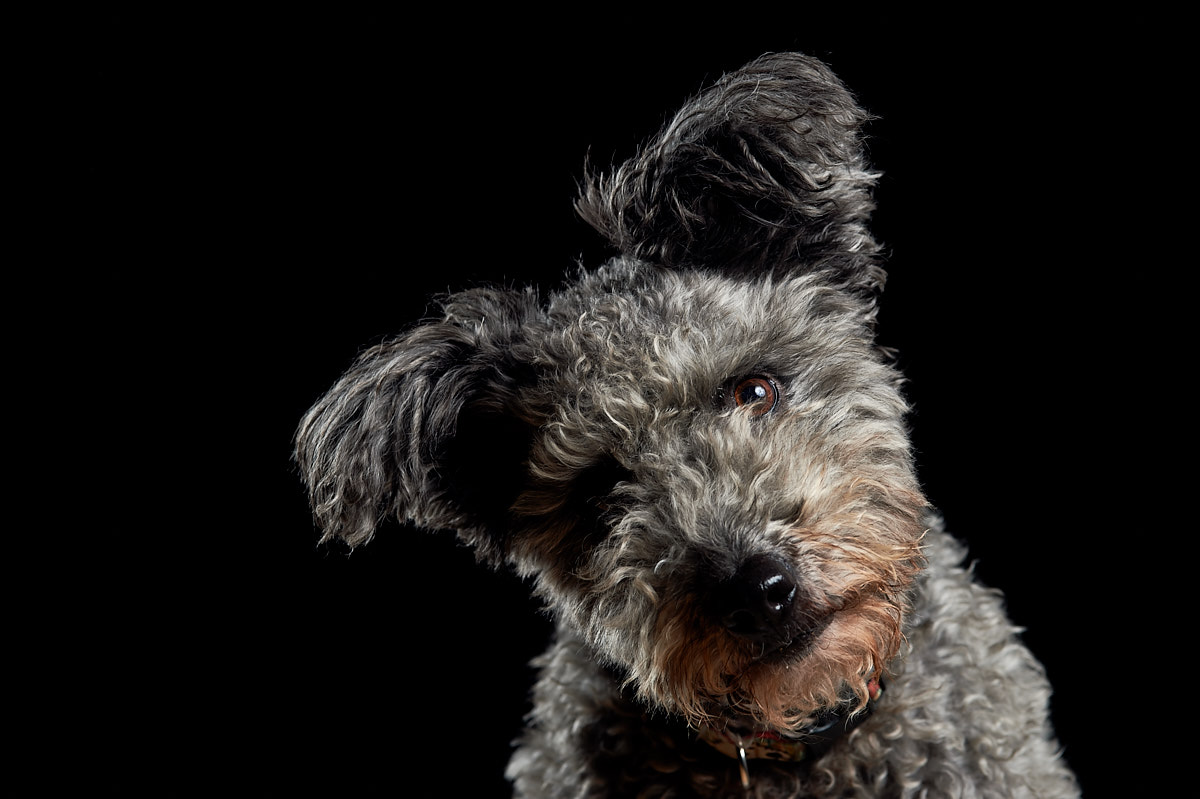 Welch ein Blick. Ein Pumi Hund im Portraet. Fotostudio Salzburg